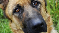 pes vlčák sheep-dog-2475149 1280